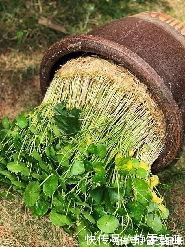 铜钱草|家庭养6种花“要当心”,容易出现“生物入侵”,天天起来要清理
