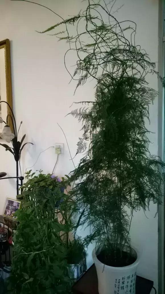 满天花板|文竹喂2种“大补药”,叶子不发黄,呼呼爬满天花板!