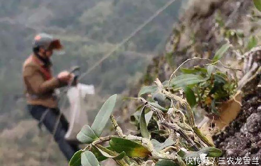 野草|千元一斤被炒成“仙草”,曾遭人们疯狂采挖,如今40元一斤无人要