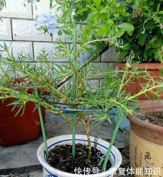 养太阳花，绑1根竹签再修剪，长成开花多、惊艳独特的老桩！