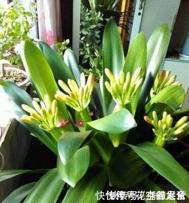 植株|养君子兰趁现在,多做2件事,长成大白菜,满盆冒花箭