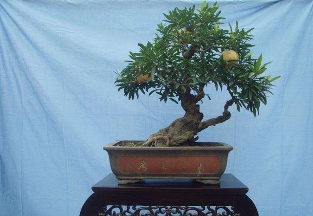 石榴盆景外形美,根系却无法附在石头上,巧用塑料瓶就解决