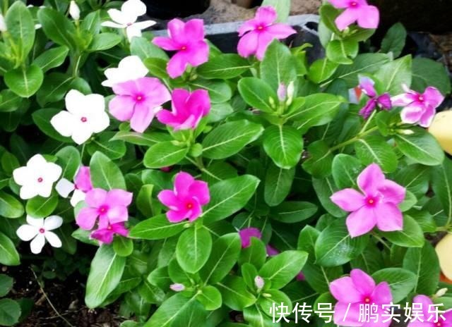 养护|养花技巧粗生粗养也能四季开花!少养1种都觉得亏了