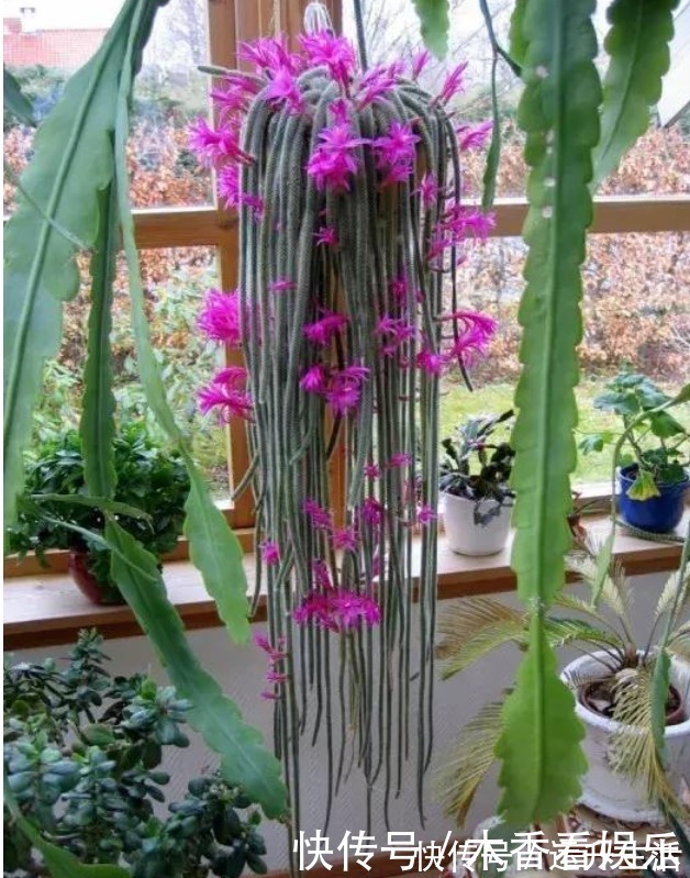 花卉盆栽|秋冬就养这“花”，越冷越爱开，比蟹爪兰还漂亮，养100盆也不多