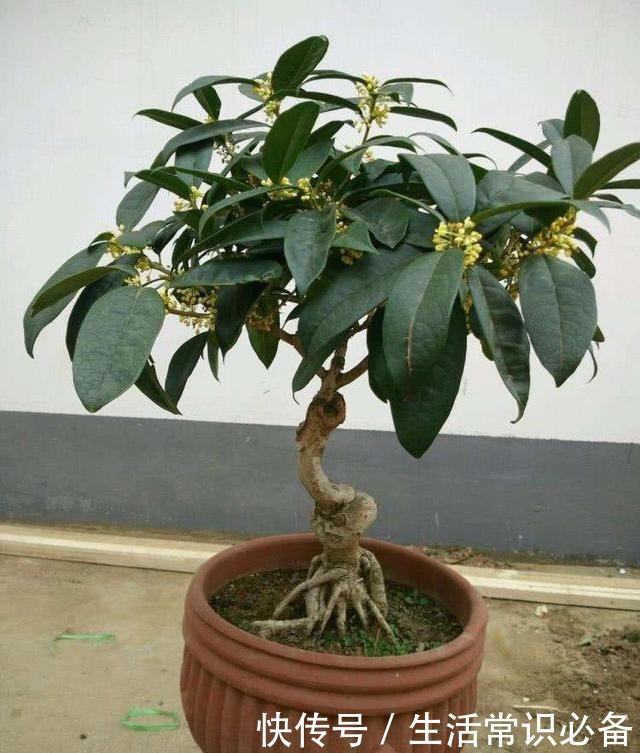 桂花树最适宜采用这两种方法繁殖,易操作,成活率高!