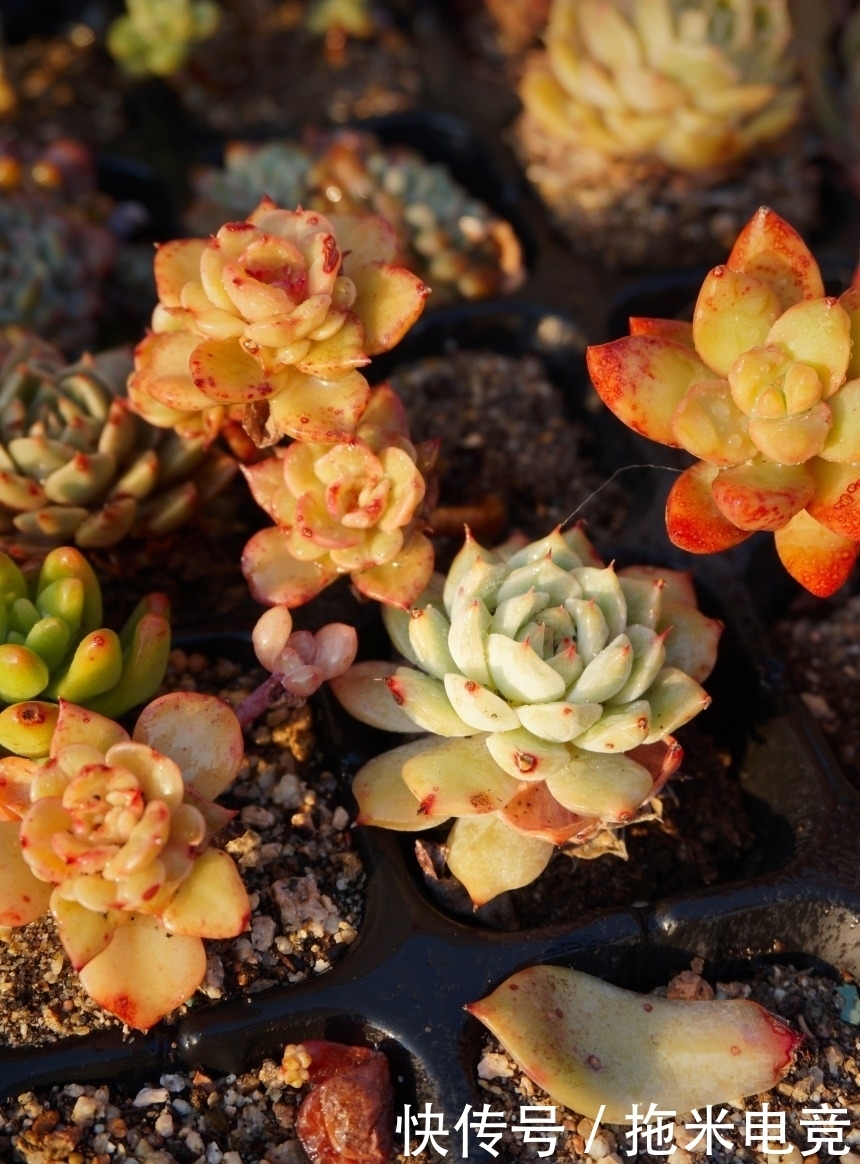 春天,去天台赏肉