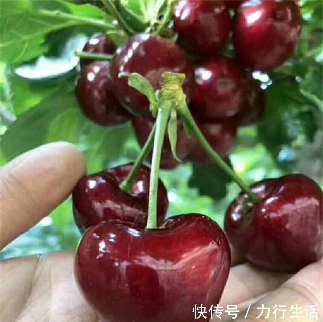 观赏价值|4种性价比超高的盆栽,既是盆景又是果树,少抽两包烟也要养一盆