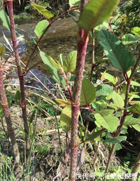 杂草|这种野草农民却当杂草除掉,吃过的人终身难忘,如今越来越少了!