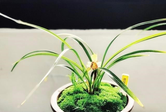 养兰花,想要长得壮,开花多,“这3点”缺一不可,别忽视