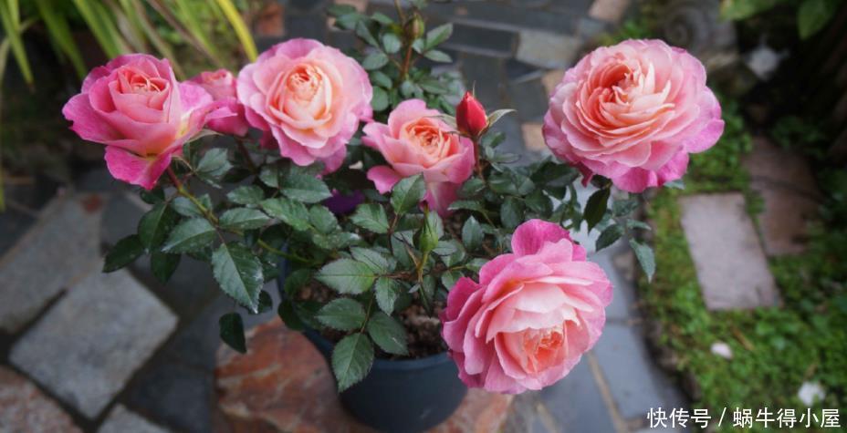 枝条|养月季,该从哪些地方着手防治病虫害,让植株开花漂亮?