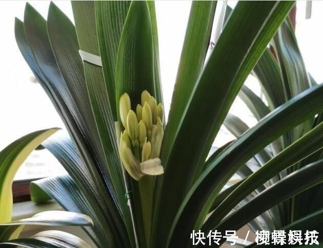 君子兰是多晒好,还是少晒好很多人弄反了,难怪黄叶不开花