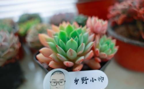 时光荏苒，让多肉成为你的诗和远方