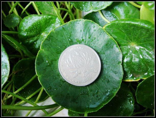 除草剂|绿萝算啥，养盆“铜钱草”，招财又好养，“泛滥成灾”怎么办