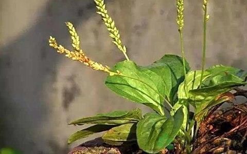 桃胶|糖尿病人只用药还不够，再吃5种天然“胰岛素”，轻松降血糖