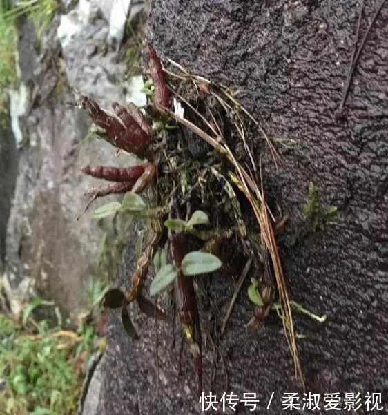 石斛|门前石头上长了一丛草,朋友出1000元来买,开起花来真漂亮!