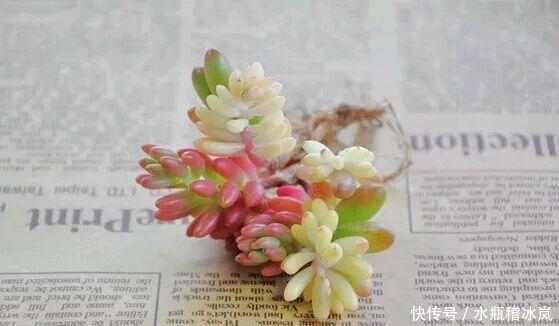 多肉|那些自带果冻色的多肉,它们可从来不让你失望!