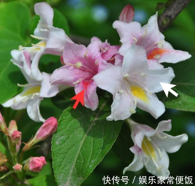 被子植物我就是要开最多彩的花，传最高效的粉！
