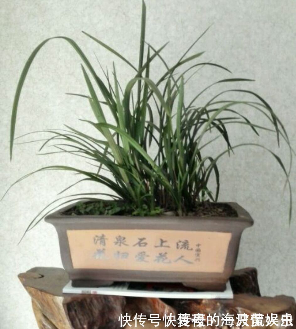 老农|种植兰花用浅盆好还是用深盆好十年兰花老农给出了答案