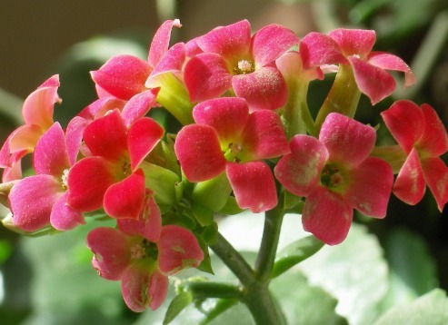 夏天不知道养什么花,这些花朵花大色艳,夏天好养活,花香还浓