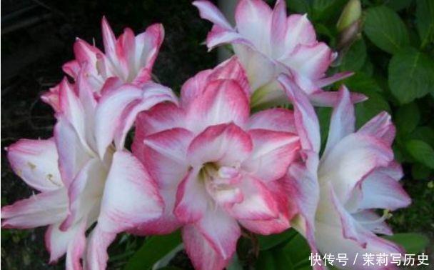 4种花好养又漂亮,花朵大花期长,还能散发阵阵清香