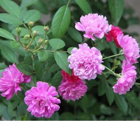 喜欢菊花,不如养盆“开花机器”甜蜜马车,生机勃勃,清秀雅致