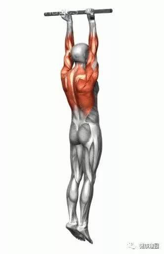 肱三头肌|肌肉群锻炼动作示意图，想练什么对号入座！