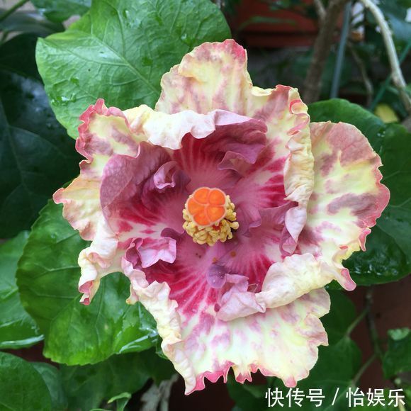 夏季养花一浇水就死，一施肥就烂根重点在这里，促休眠3点措施