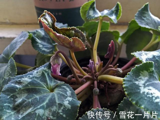 家里养了这7种花，再旱也别“喷水”，别做错