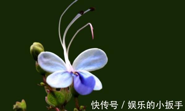 农历九月三十霜降后,养什么花?以下3种花,吉庆有余顺心如意