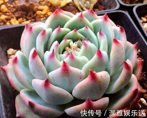 冬天|多肉吉娃莲如何养教你3个小妙招,养出鲜艳饱满有光泽的吉娃莲