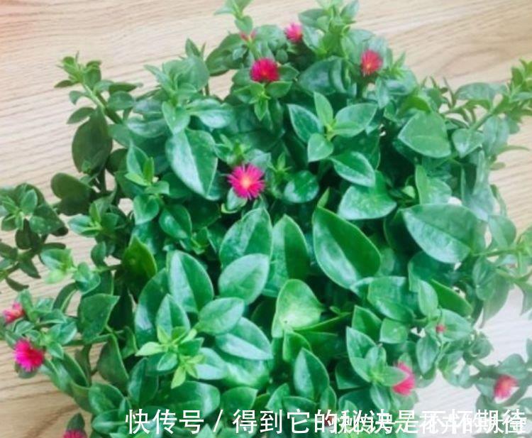 旺财|家里阳台必养此款花卉，旺财又旺宅，越过越好！