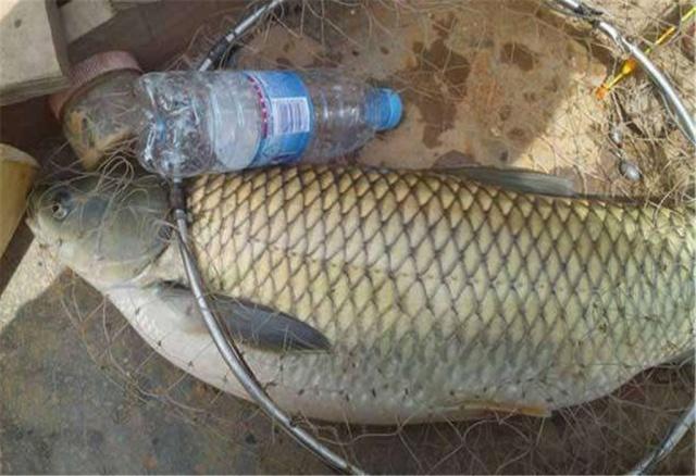 钓鱼除了商品饵料外,自制饵料也不错,这些配方送给你,请记牢