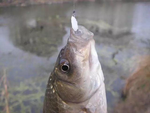 钓了30年鱼，才知道鲫鱼饵根本不用买，据说比蚯蚓还好用...