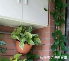 家里4种“药片”，过期不要扔，都是养花“宝贝”, 比花肥好用10倍