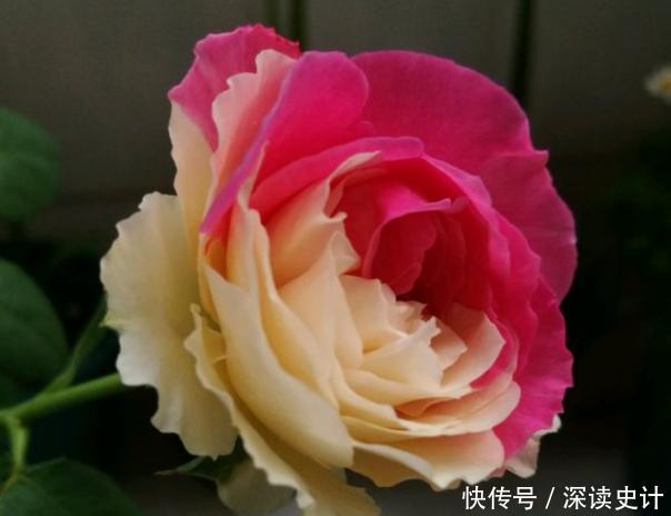 4种超美的花,几乎全年开花,花色绚丽,种植也容易