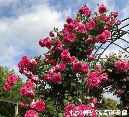 郁金香|7个绝美花园,个个美炸了天,等有钱了我也要建一个