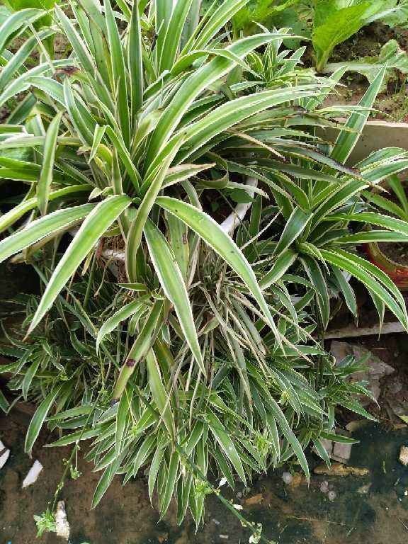 卫生间总是有异味,不如养盆“杀菌花”,净化空气味道香香