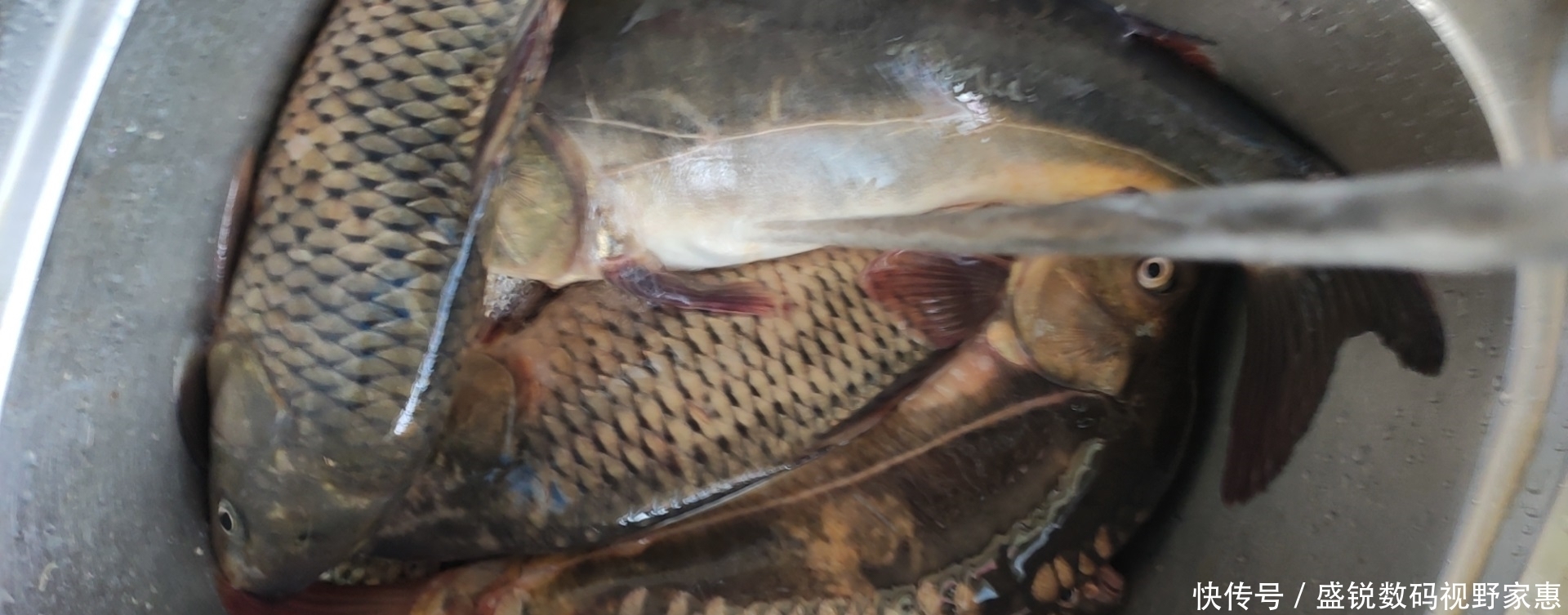 垂钓|夜钓八一水库,渔获远超同伴,我是怎么做到的?