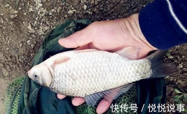 野钓|野钓大半辈子,竟然才知道诱鱼最管用的方法,你尝试过了吗