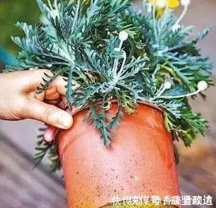 浇水|花卉换盆时，这些没做好，就等于白换了