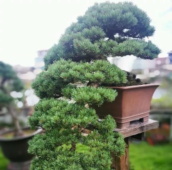 这4种“盆景树”，不仅观赏性高，寿命还特别长，越养越值钱