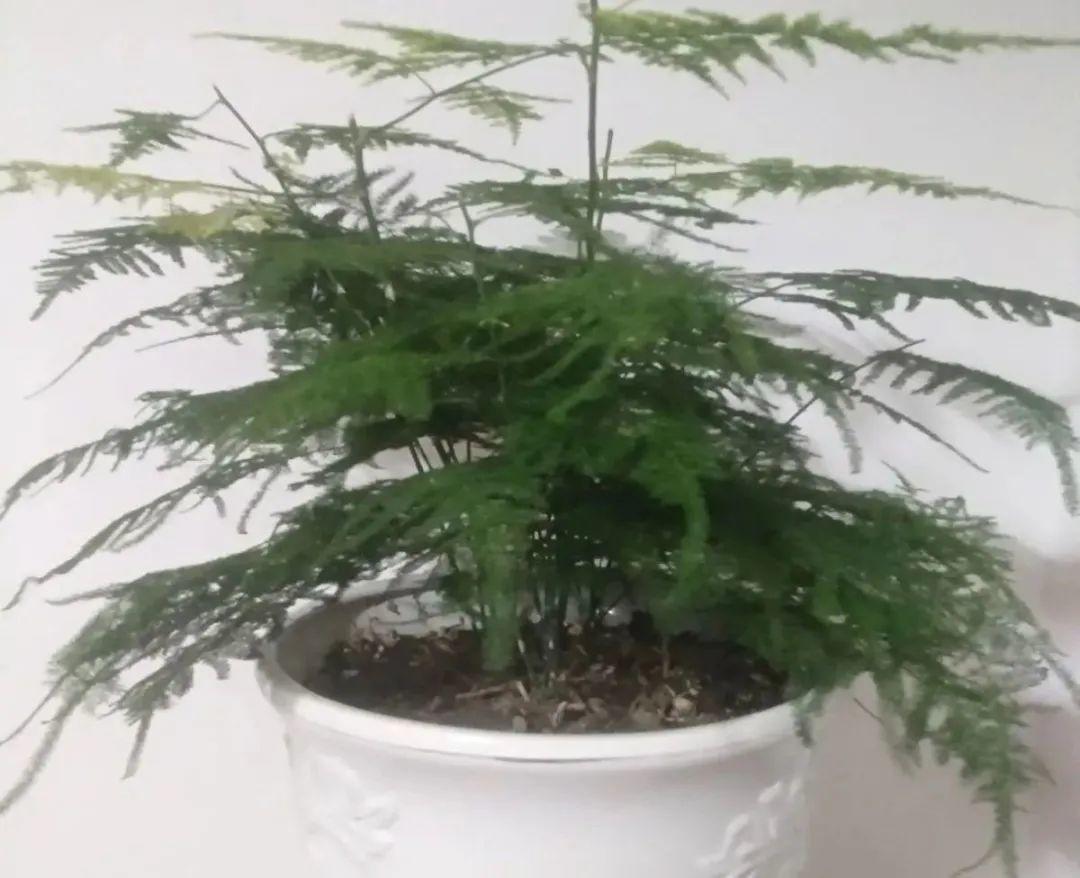 黄叶|给花浇水掺点白醋,植物根比萝卜还粗,健壮不黄叶