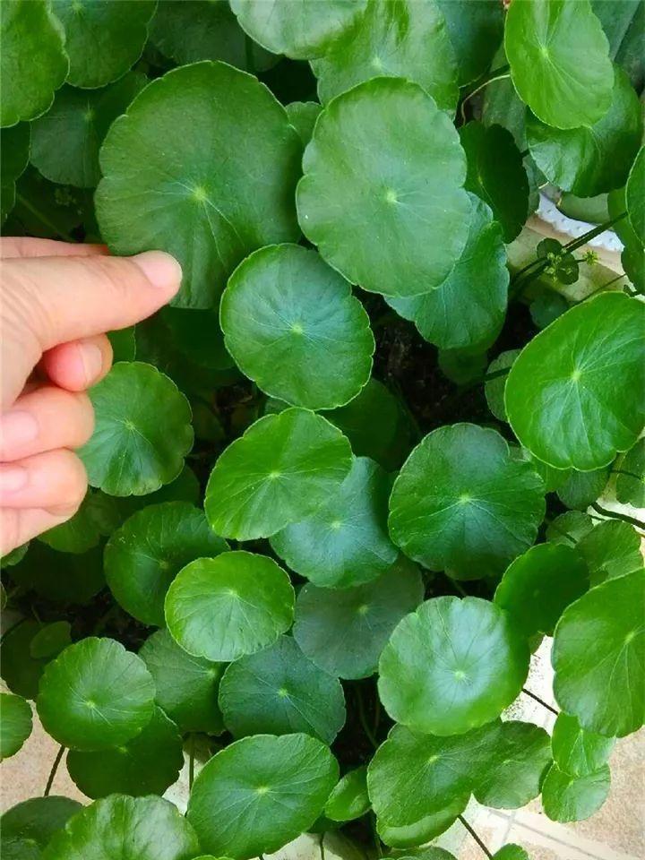 用它喷在花叶子上,不招虫长的快,叶子绿油油!