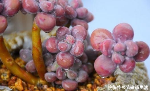 花友会|一位花友控养了3年的桃蛋，看看美不美，做好这几点你养桃蛋也美！