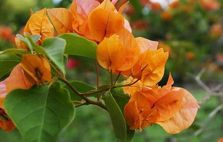 养花施肥有讲究,这3个时间段不宜施肥