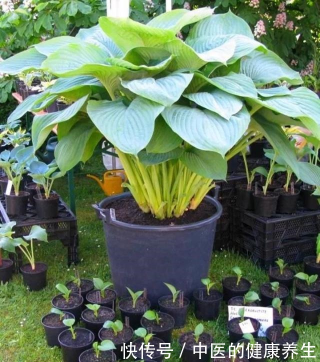 别养绿萝了,这20种耐阴植物,养在家里更合适!