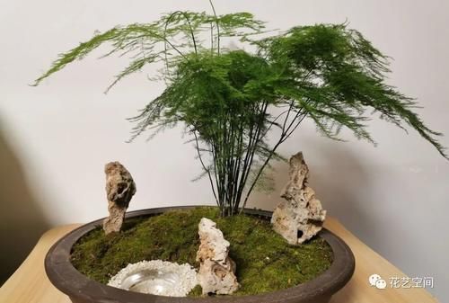 文竹有“三怕”,避开养,黄叶烂根很少见,蹭蹭往上长