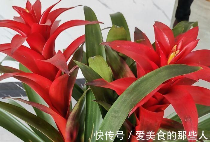 农历9月30日霜降后，养什么花？以下3种花，五福临门平安幸福