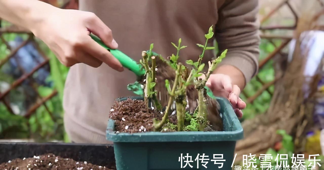 养殖茉莉花时，这4种枝条要及时进行修剪，否则难以开花
