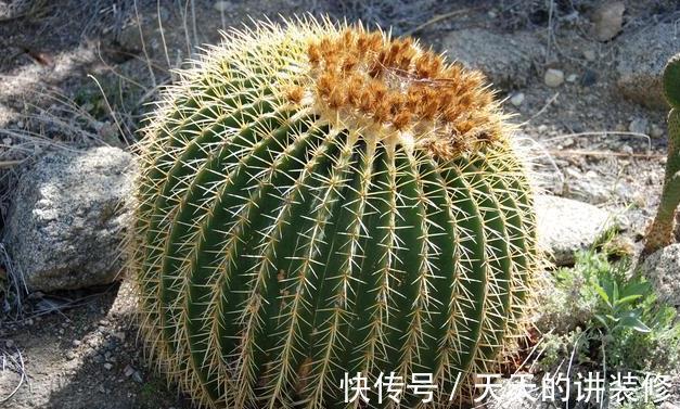 浇水|仙人掌类植物长得太慢,几个能帮助它们快速生长的技巧教给你